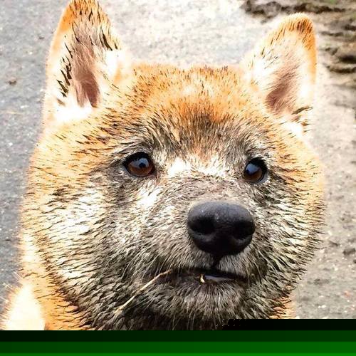 银绿对决与王者归来，勒克莱尔高光下的毫秒之间