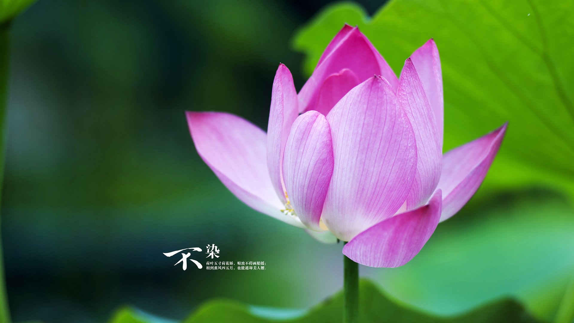 法国队强势横扫德国队，奥恰洛夫关键一击定乾坤