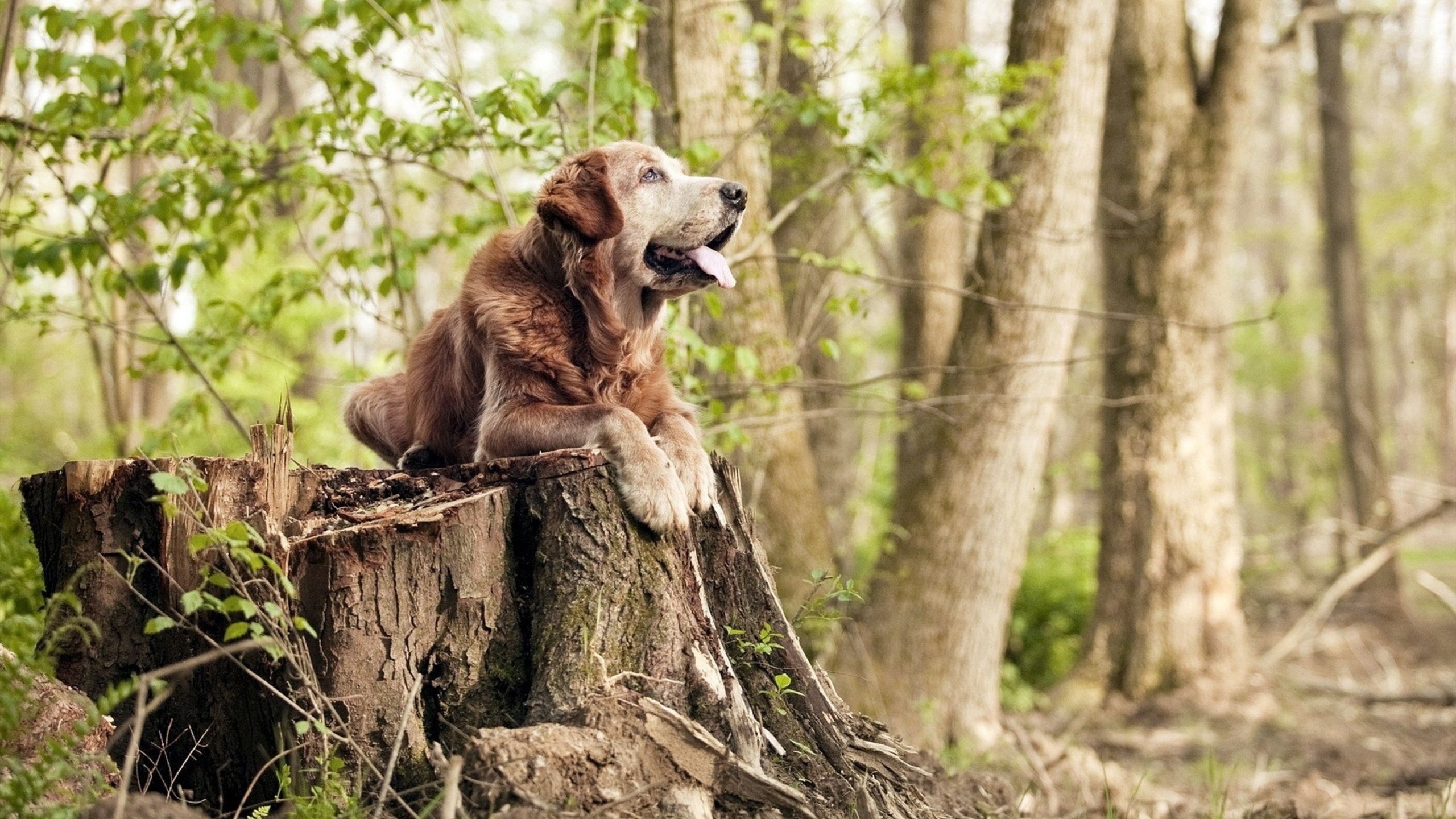 黄鸭组合闪耀新德里，印度羽球崛起背后的亚洲力量重塑