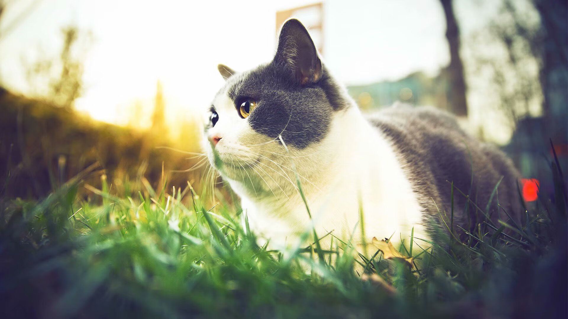 绿茵战场，乌克兰的团队哲学如何碾压个人主义，及范戴克防守艺术的启示