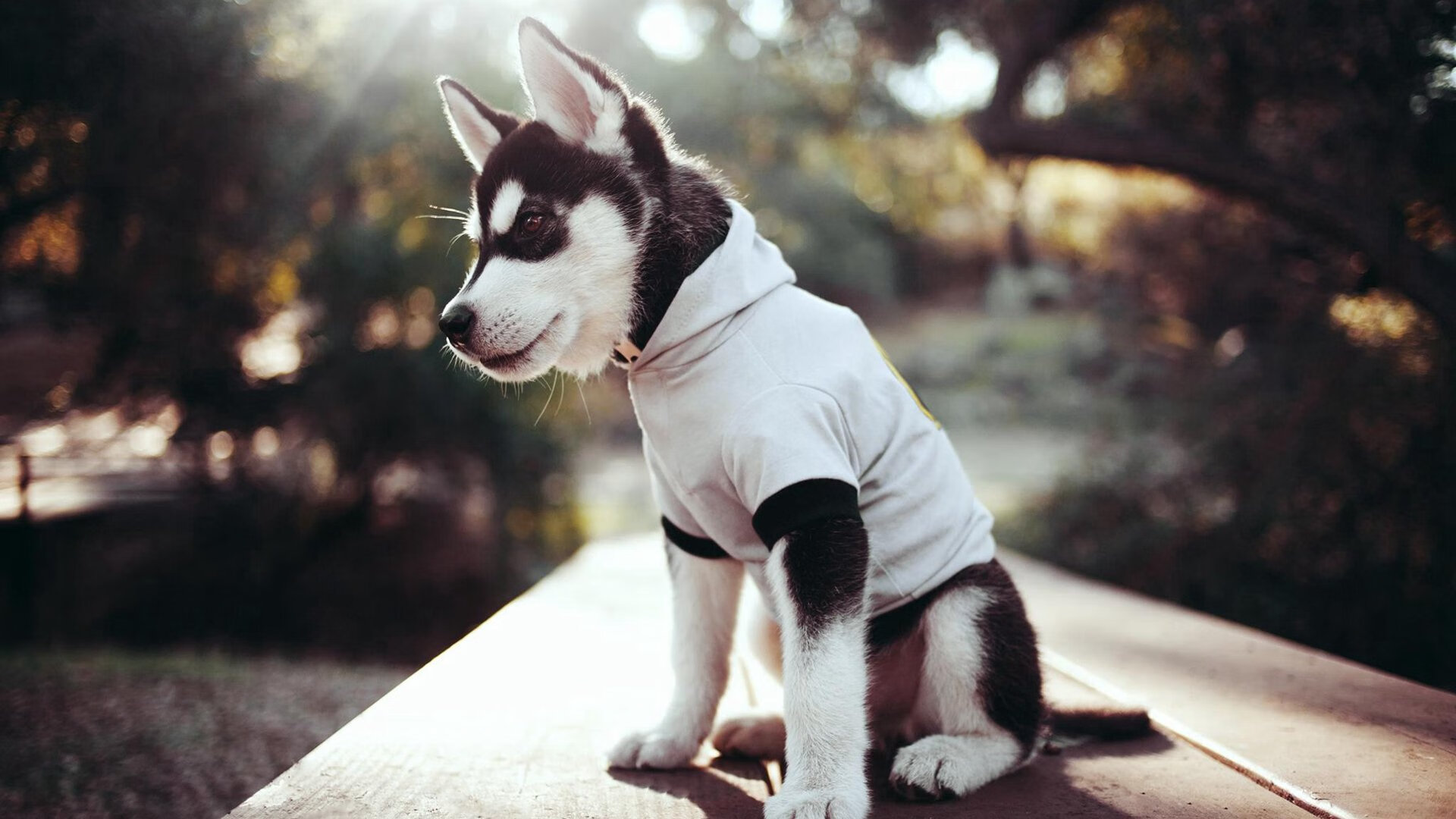 撕裂绝对王者的焰火—记张继科在韩日鏖战中的封神时刻