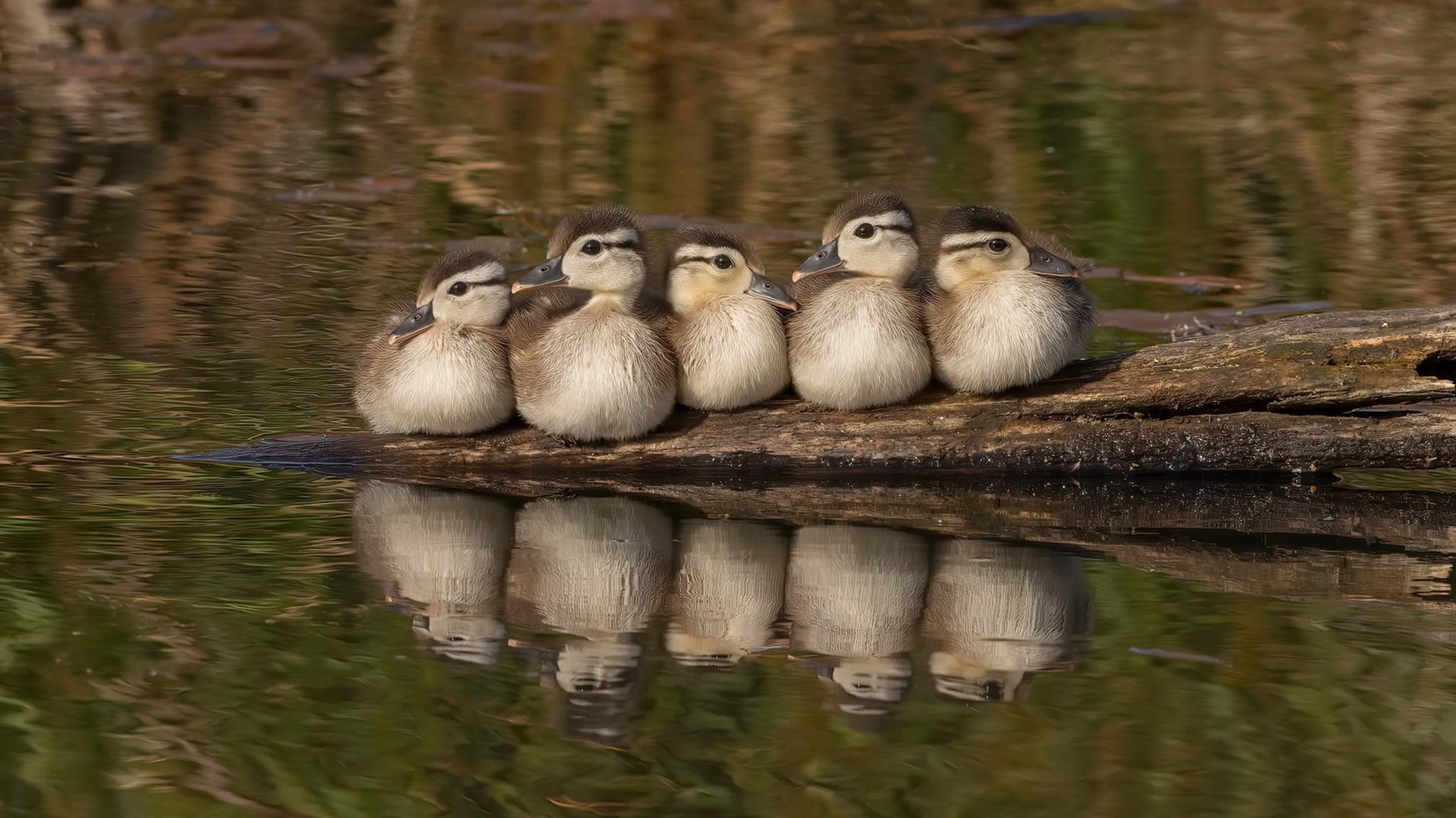 团队荣光与个人闪耀,瑞典队横扫法国,许昕独舞书写传奇