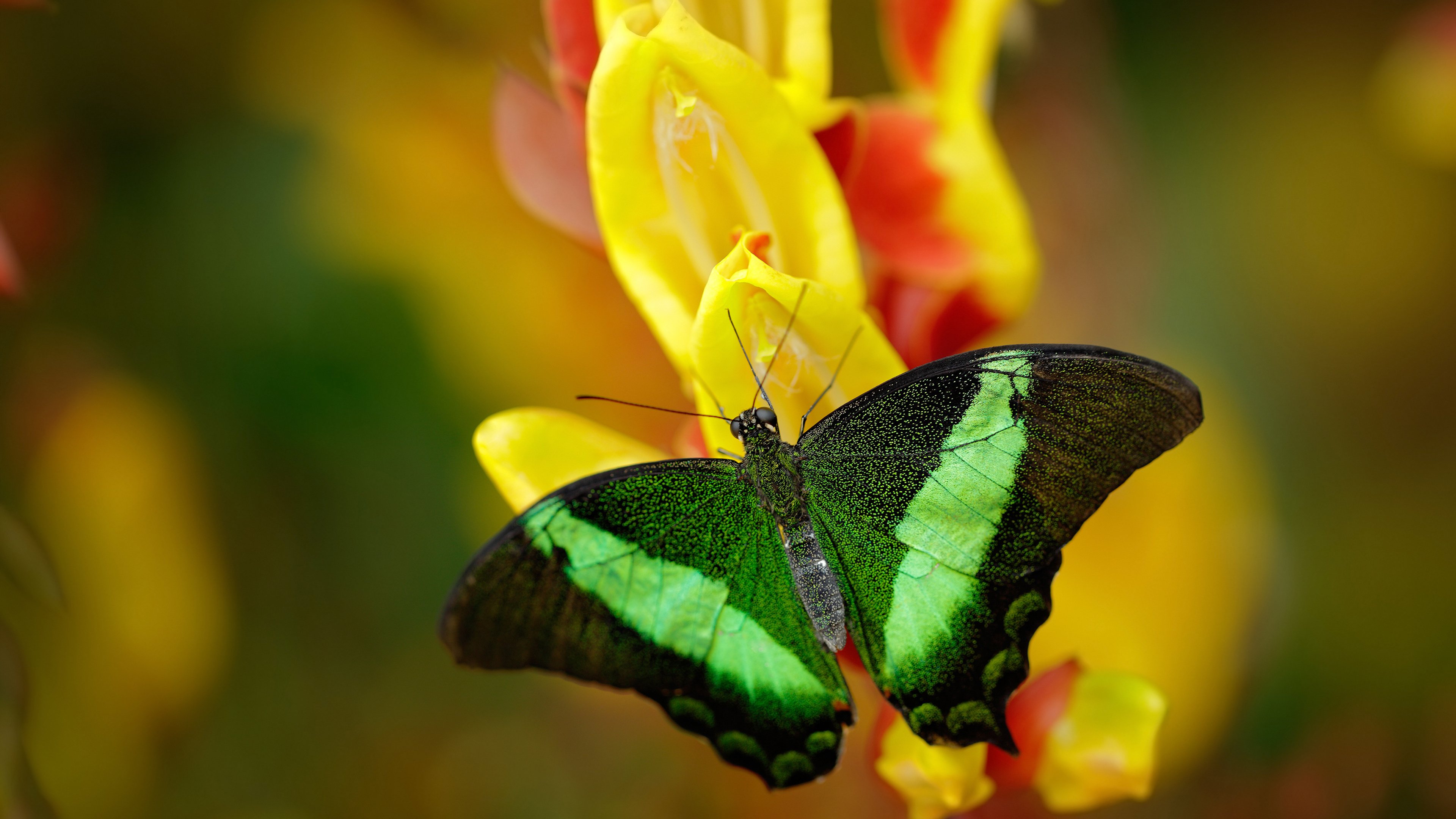 团队荣光与个人闪耀,瑞典队横扫法国,许昕独舞书写传奇