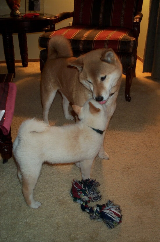 冰与火之歌，当拉文的冷静创造撞上雄鹿的灼热终章