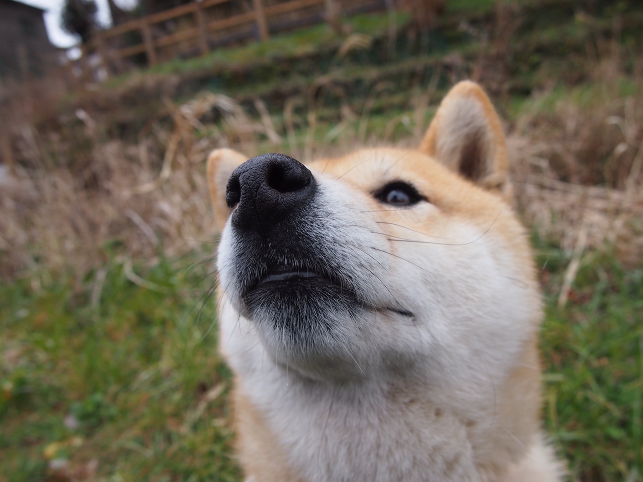 奥运周期暗战,奇才力克爵士背后,五个国家队席位在浮动