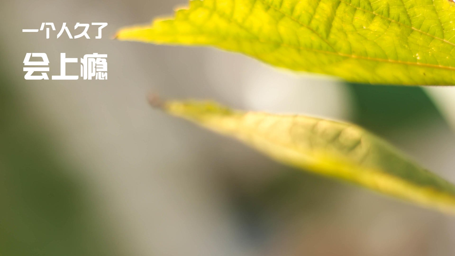 足球双重奏,巴拉圭生死战攻克巴黎,佩德里国家德比展现统治力