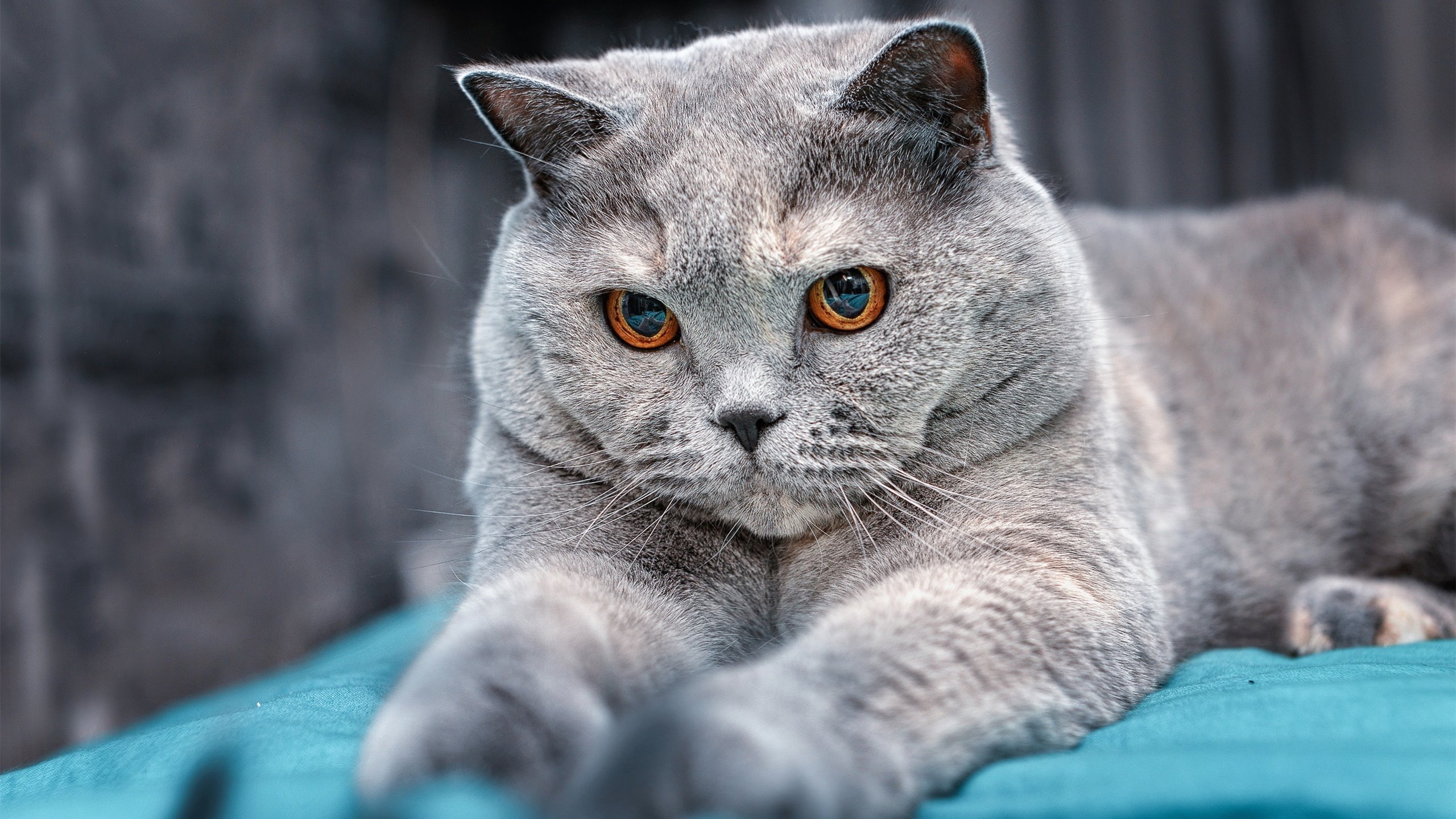 两个战场，同一种争胜，巴雷拉的火光与乌克兰的血色黎明