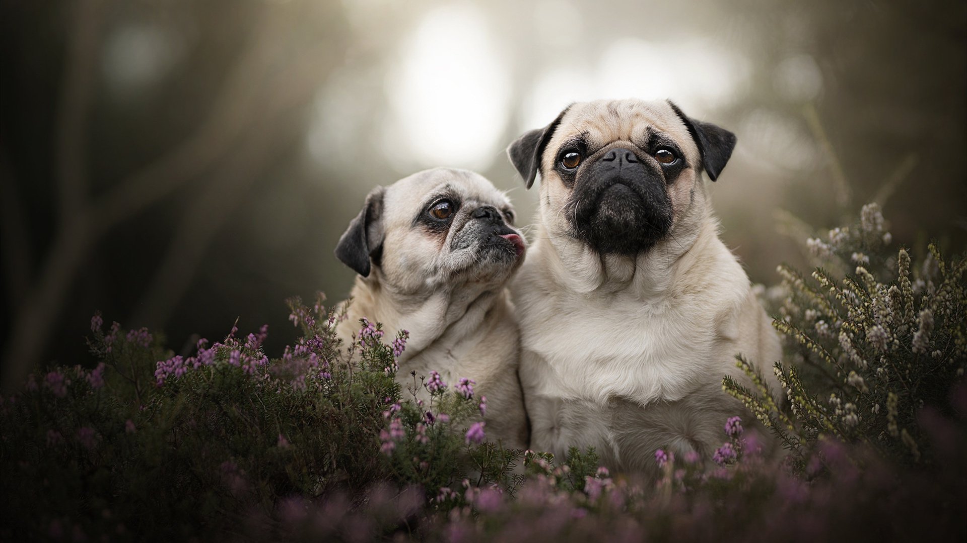 如果帕尔默身披阿森纳球衣？一场幻想中的北伦敦风暴